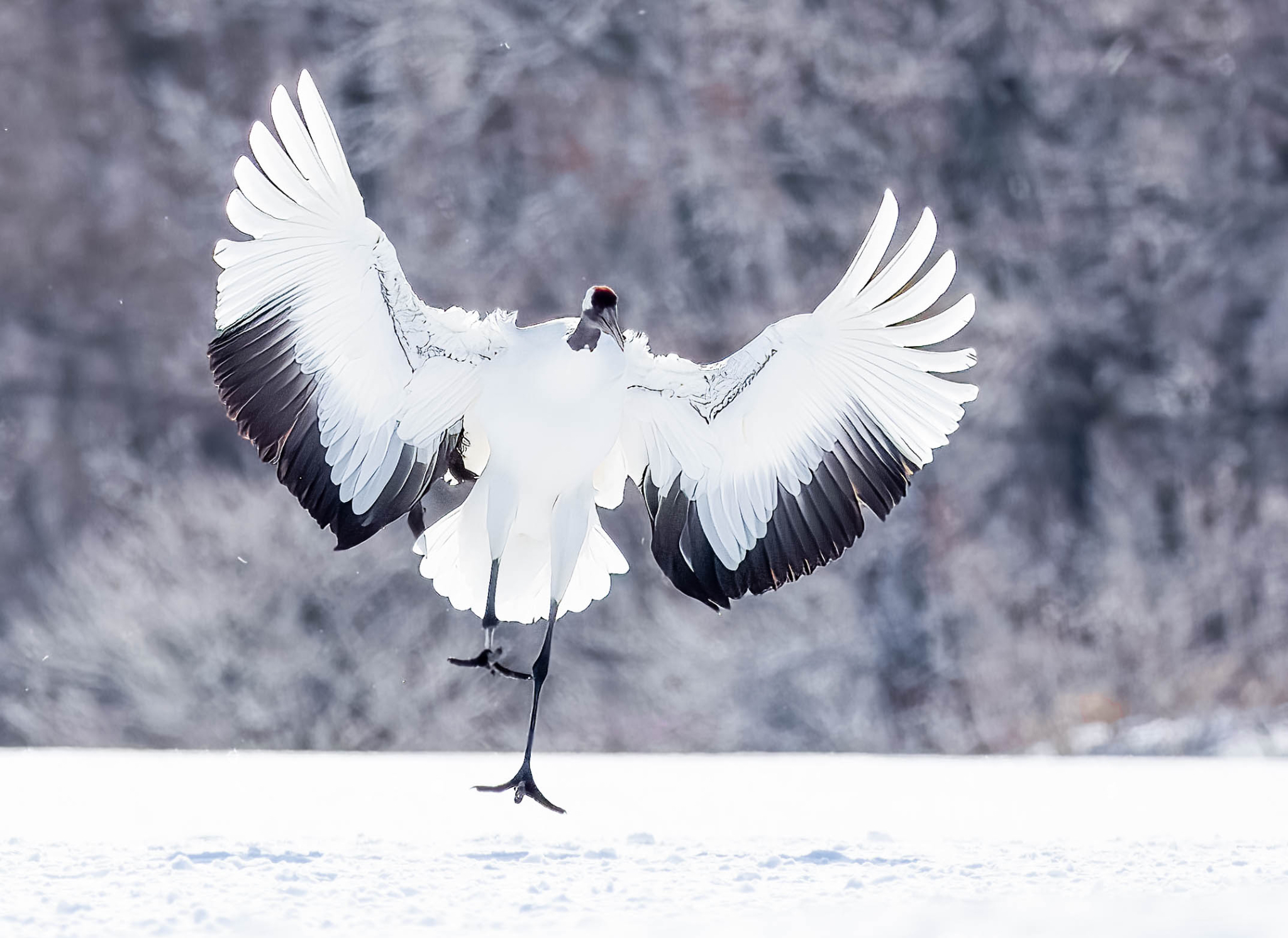 Crane jumping  with wings spread